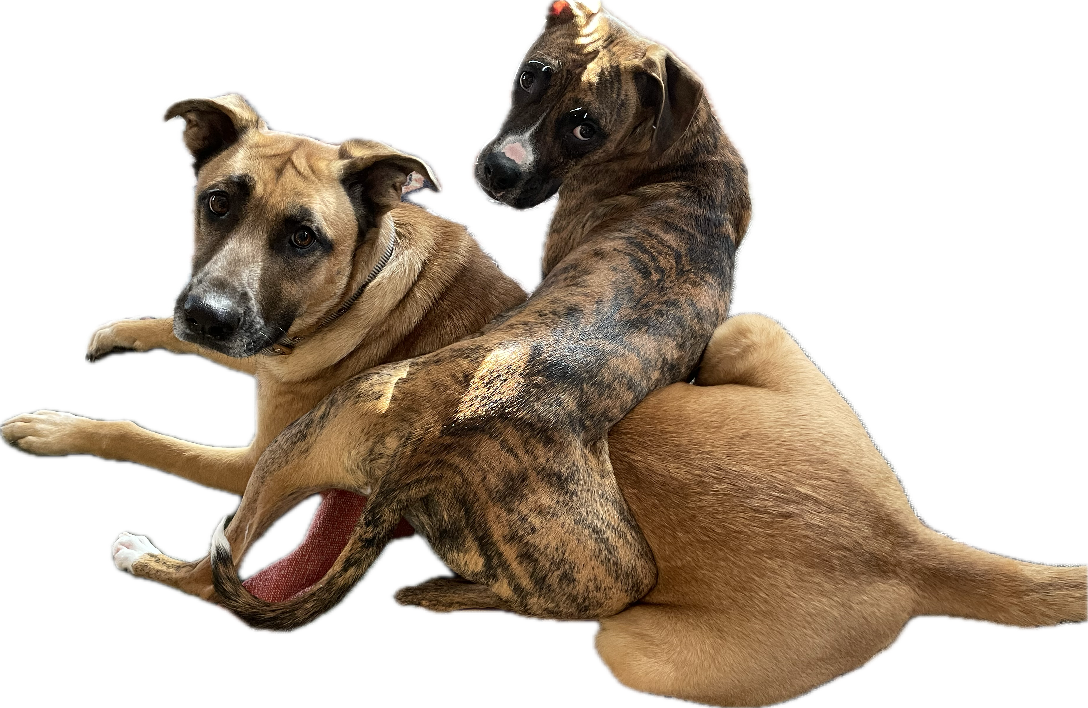 2 very mischievous dogs